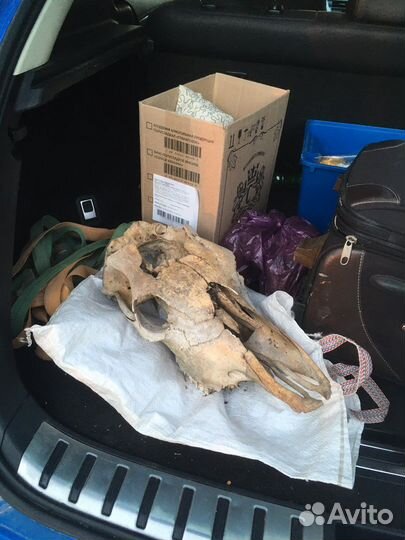 Череп лошади