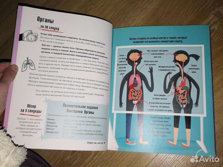 Человеческое тело за 30 секунд