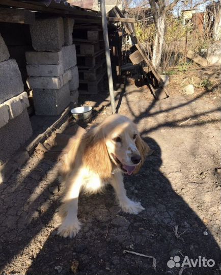 Русский кокер спаниель