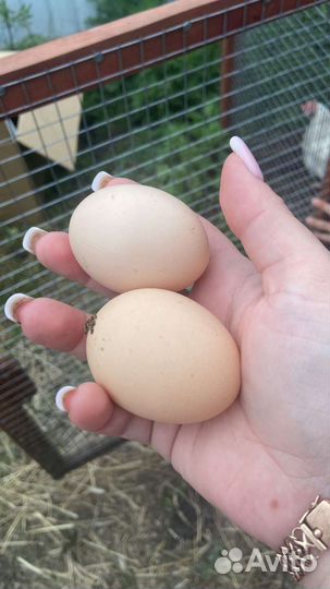 Продам домашние куриные яйца