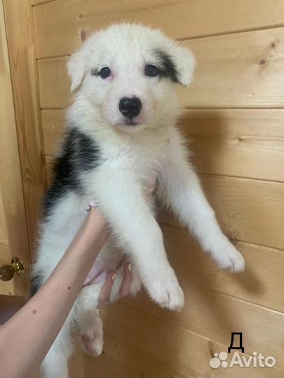 Отдадим в добрые руки щенят