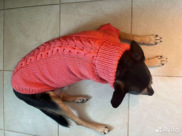 Одежда для животных