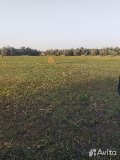 Тюки люцерны, суданки