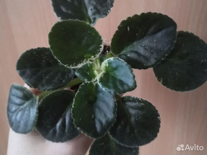 Мини фиалки