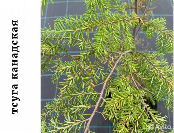 Тсуга канадская