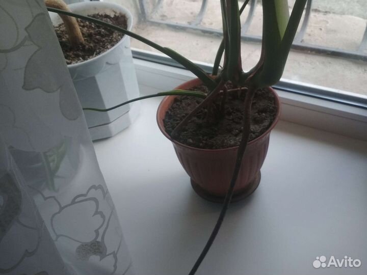 Монстера крупнолистовая