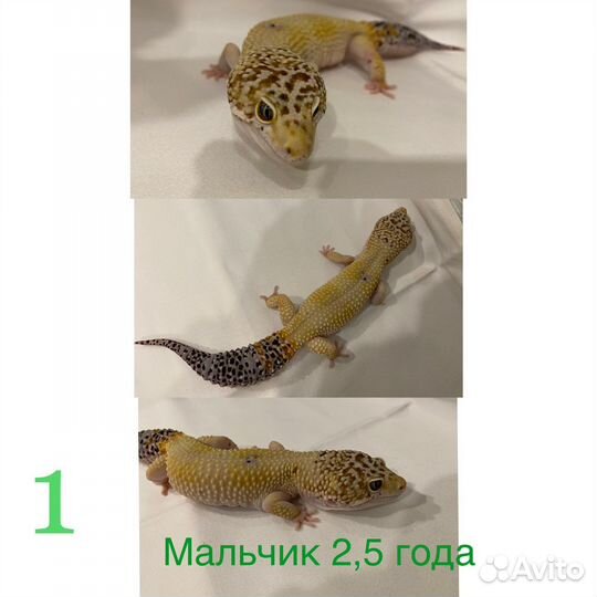 Эублефары разные морфы