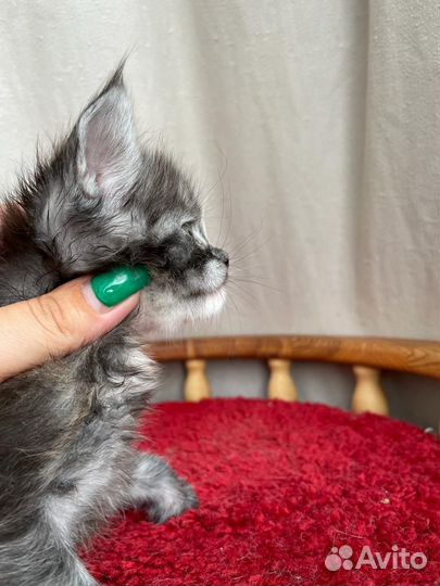 Девочка мейн-кун