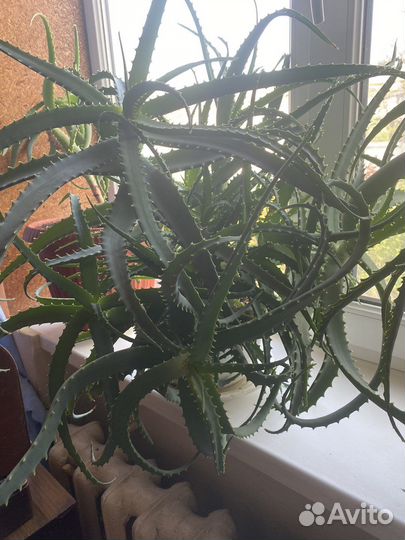Продам Алое Трехлетнее И деток