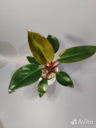 Филодендрон