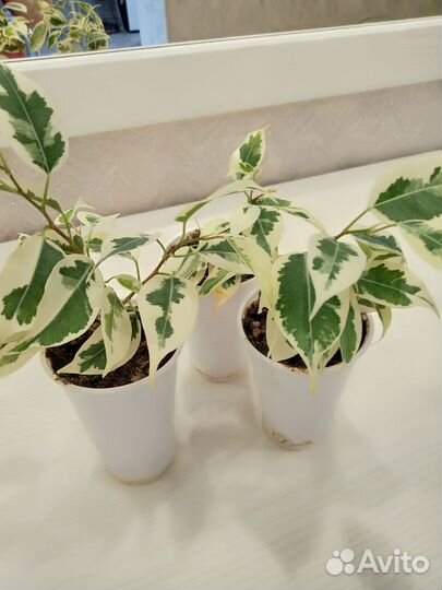 Фикус бенджамина пестролистный