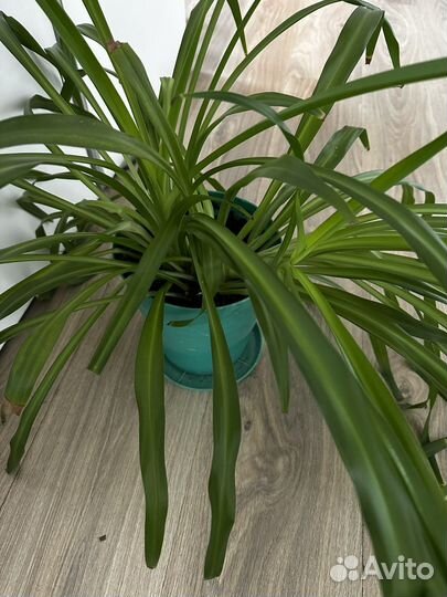 Хлорофитум, фикус, алоэ