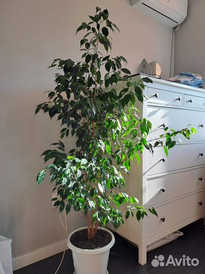 Фикус бенджамина