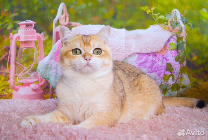 Британский котик ny12
