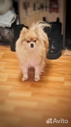 Шпиц девочка