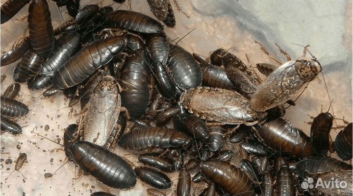 Кормовые насекомые