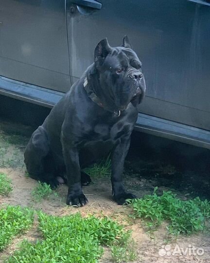 Кобель кане корсо для вязки