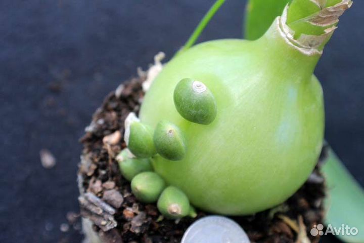 Лук индийский