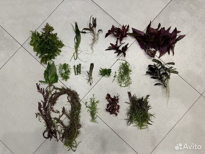 Продам прополкаку аквариумных растенй