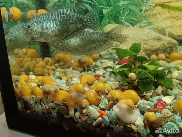 Улитки ампулярии