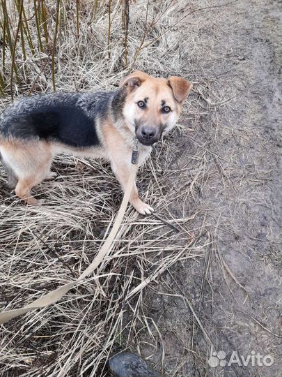 Отдам собаку. Девочка до года