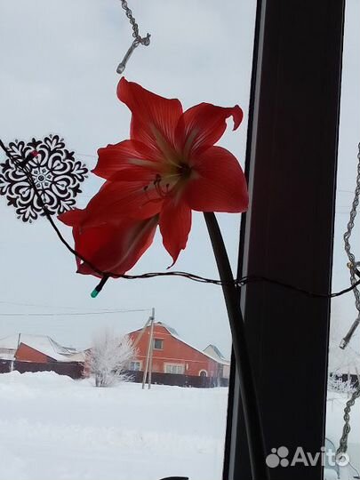 Гиппеаструм