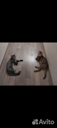 Бенгальский котенок
