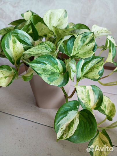 Эпипремнум хэппи лиф