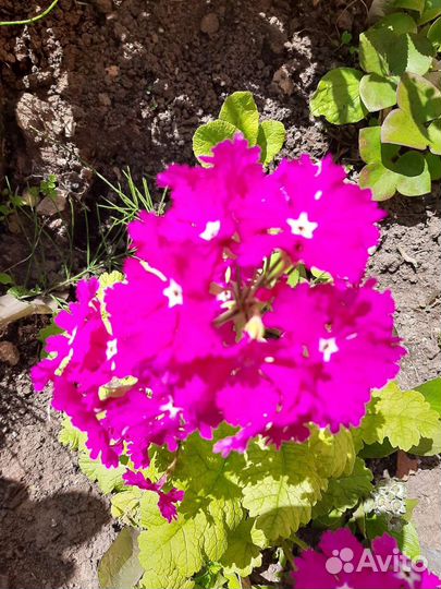 Примула Зибольда