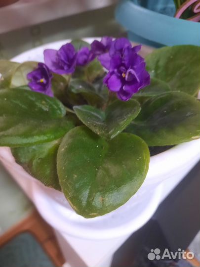 Цветы домашние