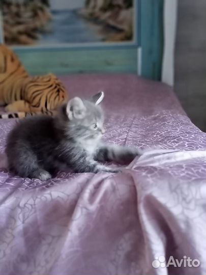 Отдам бесплатно