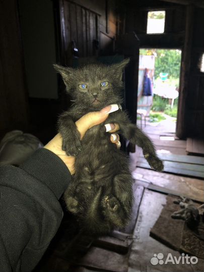 Котята в добрые руки бесплатно