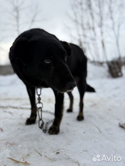 Больной пес с р о ч н о ищет дом