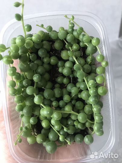 Крестовник роули