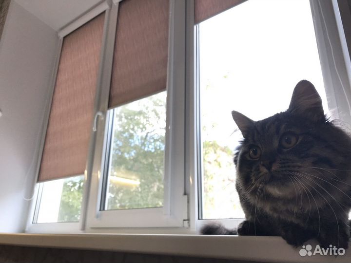 Рулонные шторы