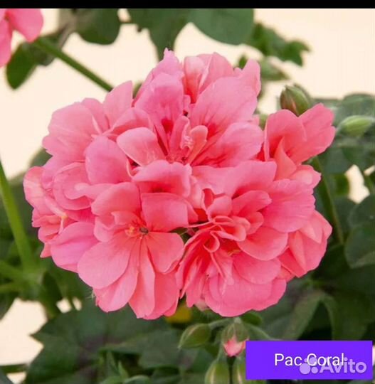 Пеларгония сортовая