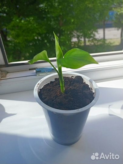 Сансевиерия