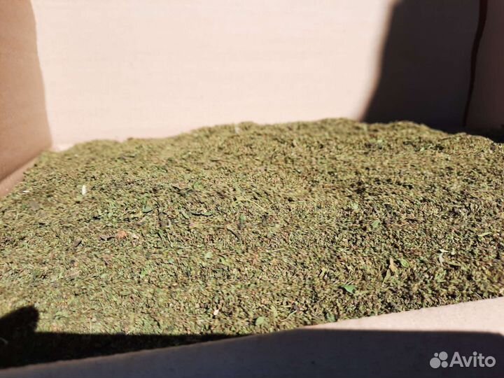 Семена крапивы