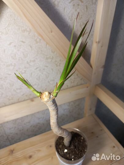 Драцена маргината