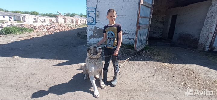 Кабель на случку
