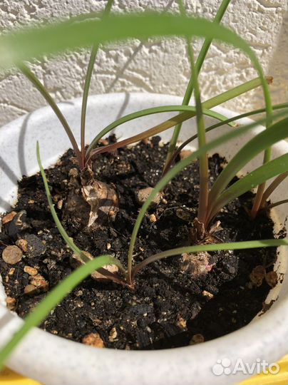 Зеферантес розовый