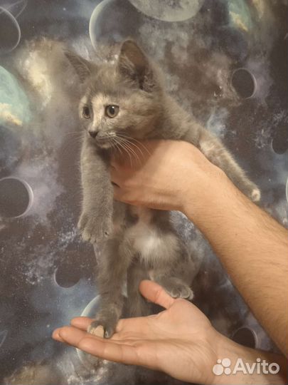 Котенок девочка в добрые руки