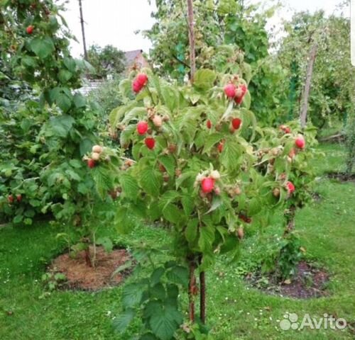 Малиновое дерево таруса