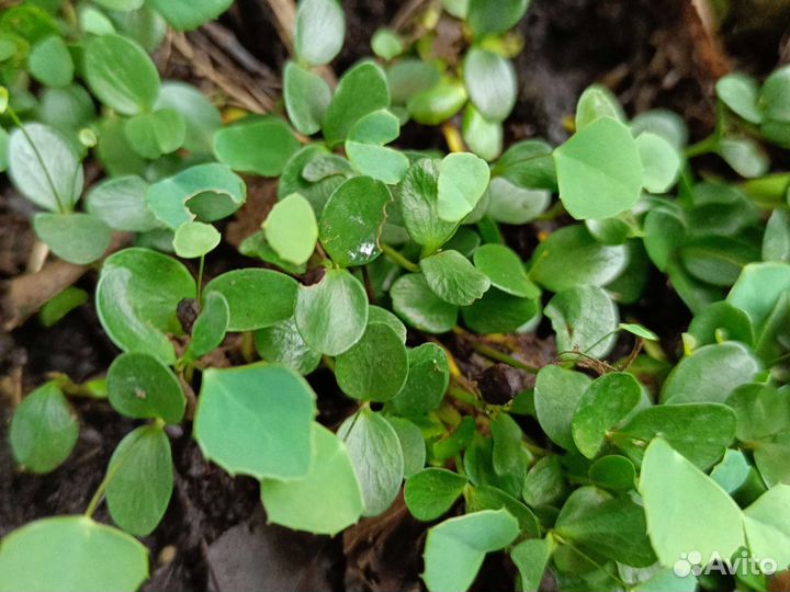 Магония падуболистная семена в ягодах