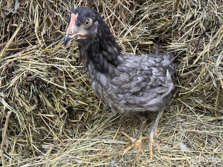 Kуpы молодки