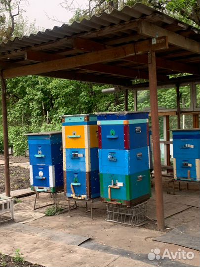 Пчелы, пчелинные улья