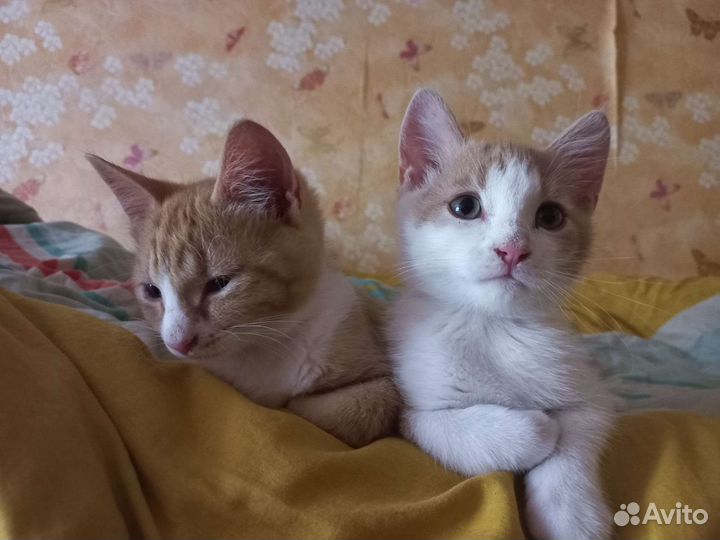 Рыжие котята