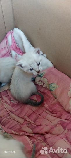 Отдам котят в добрые руки
