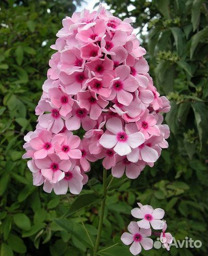 Флоксы и другие растения