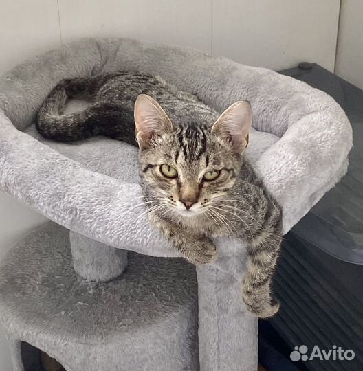 Котик в добрые руки